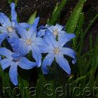 Flower with raindrops