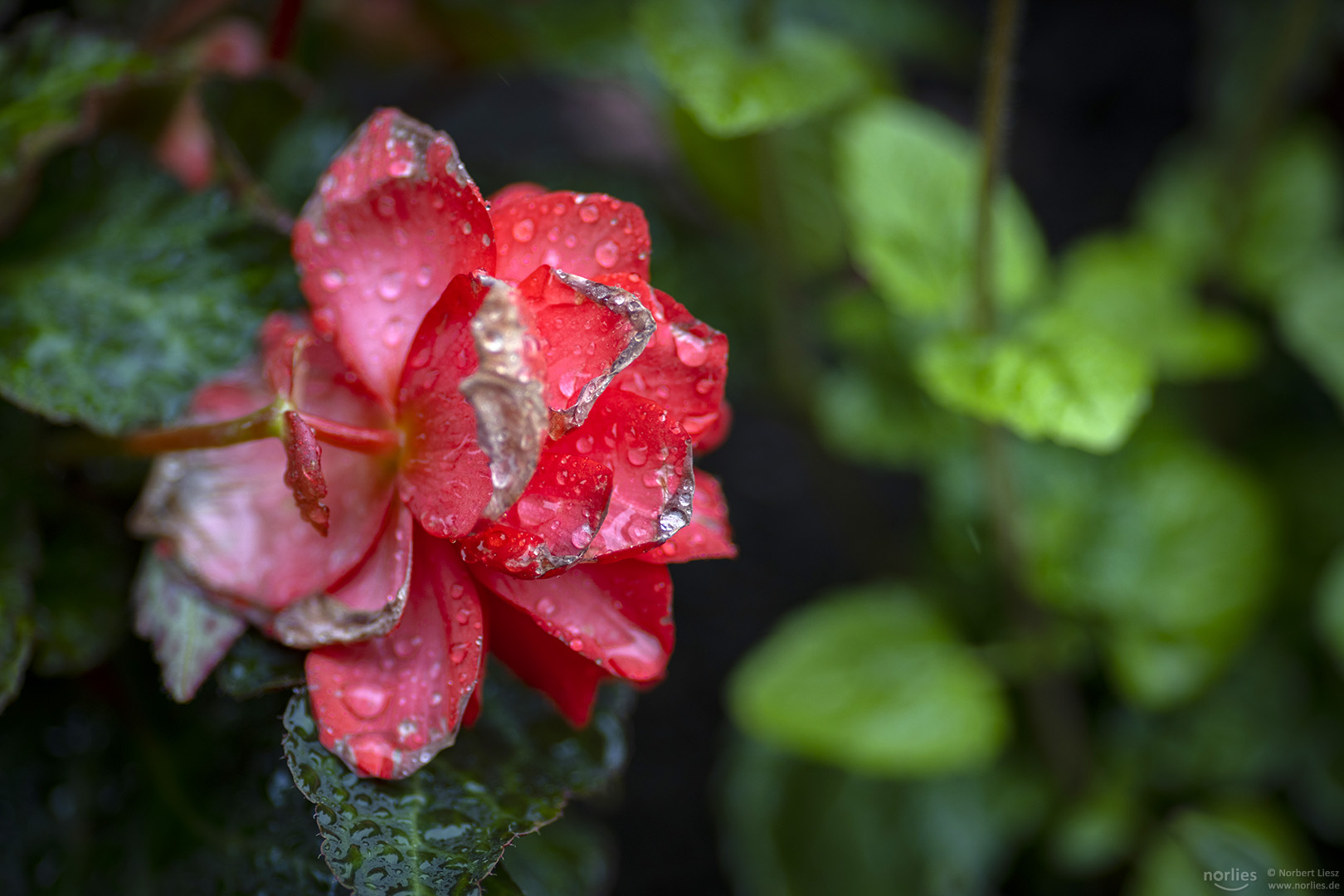 Flower with raindrops