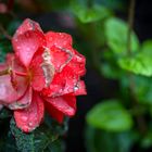 Flower with raindrops