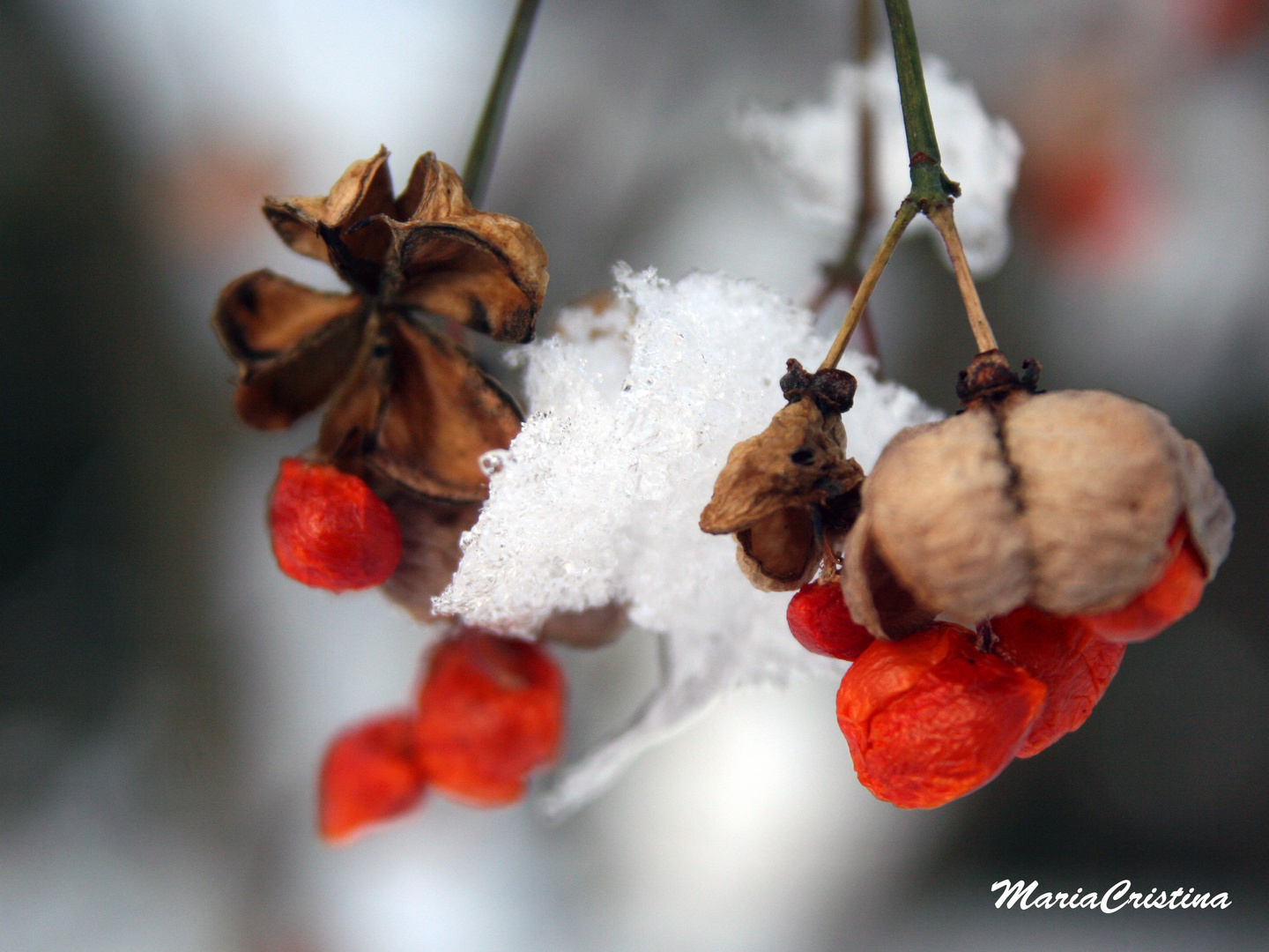 flower with snow