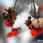 flower with snow