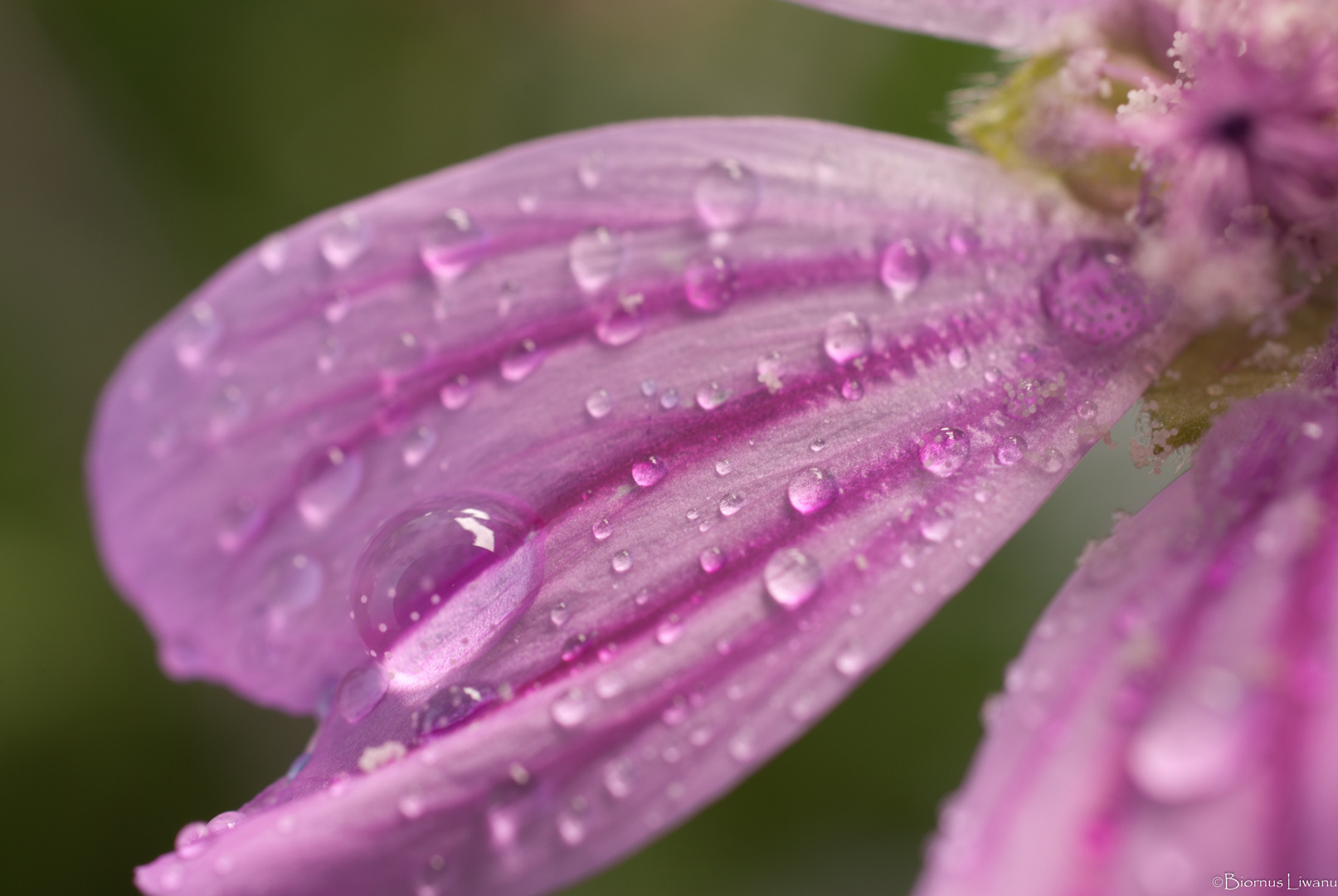 flower with water drops