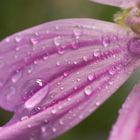 flower with water drops