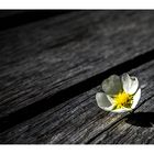 Flower, wood and a shadow