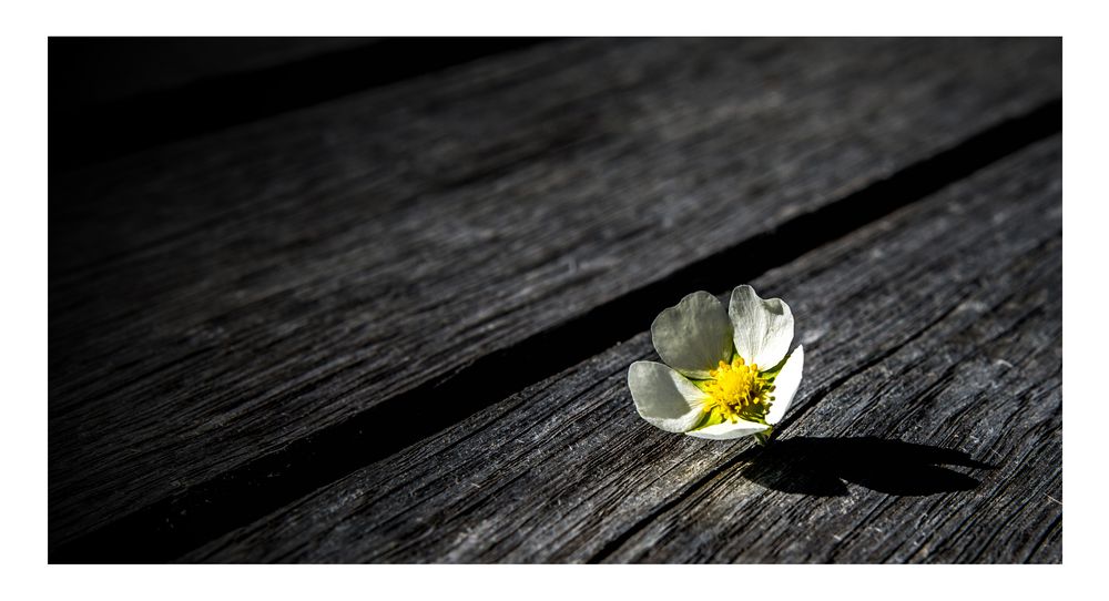 Flower, wood and a shadow