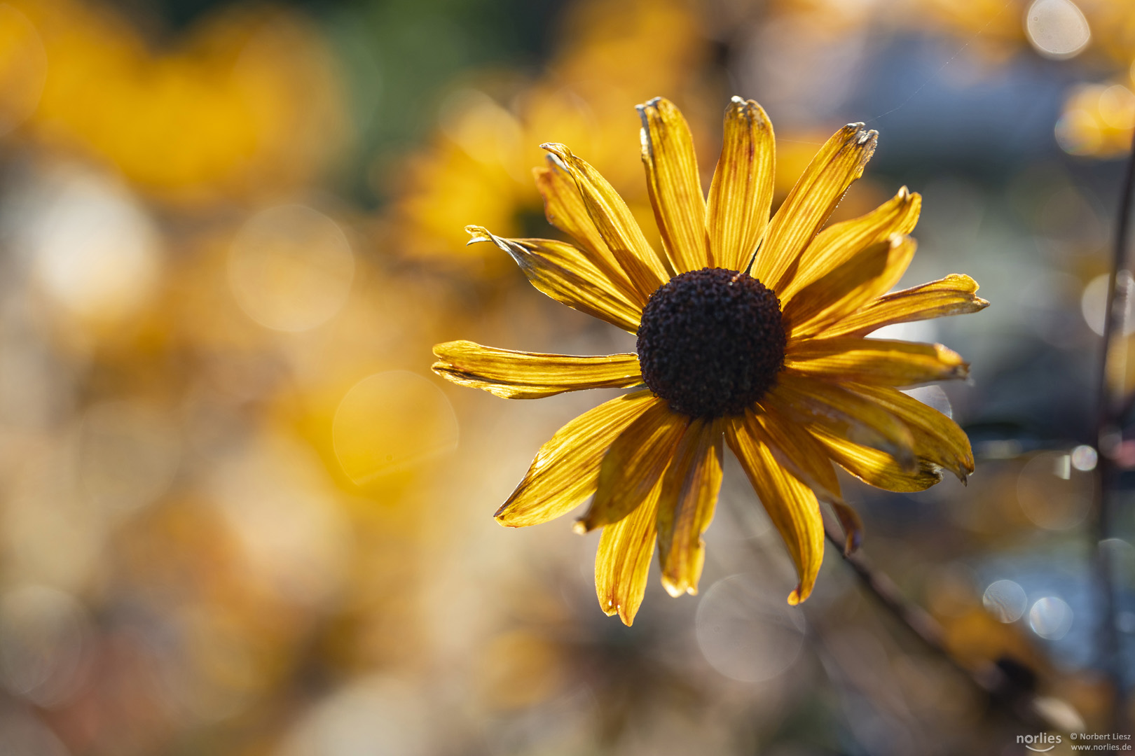 flower yellow