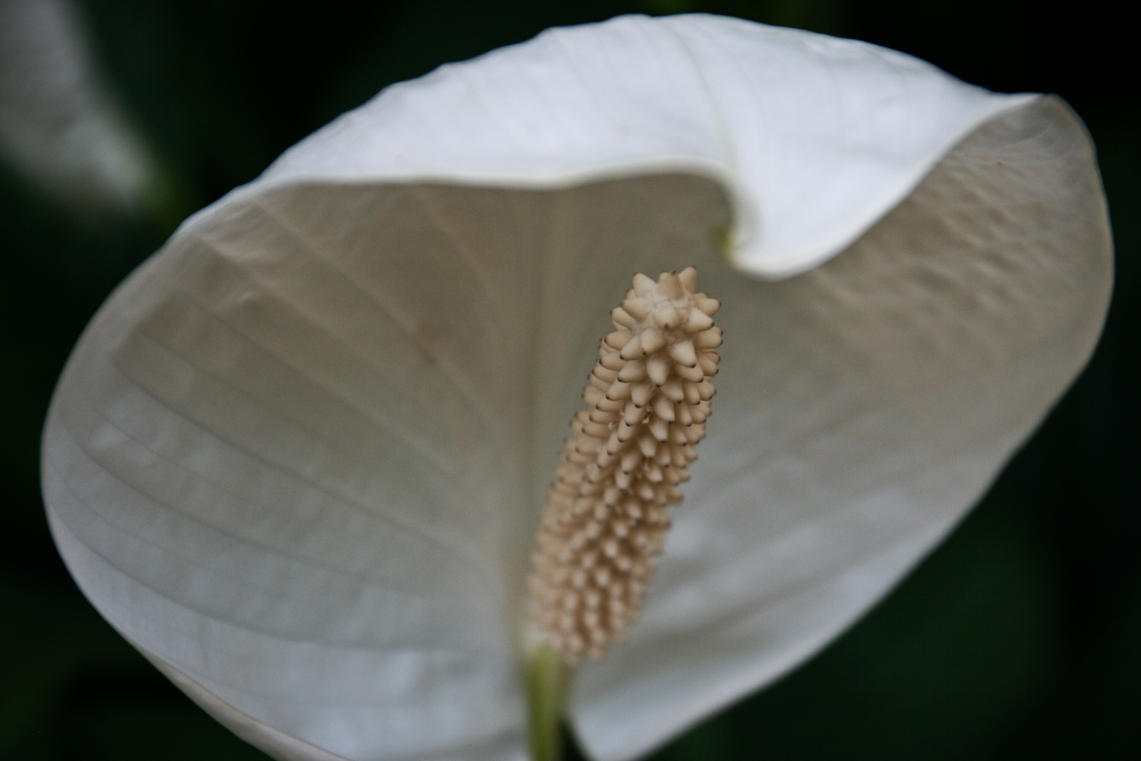 Flower | zoo munich