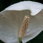 Flower | zoo munich