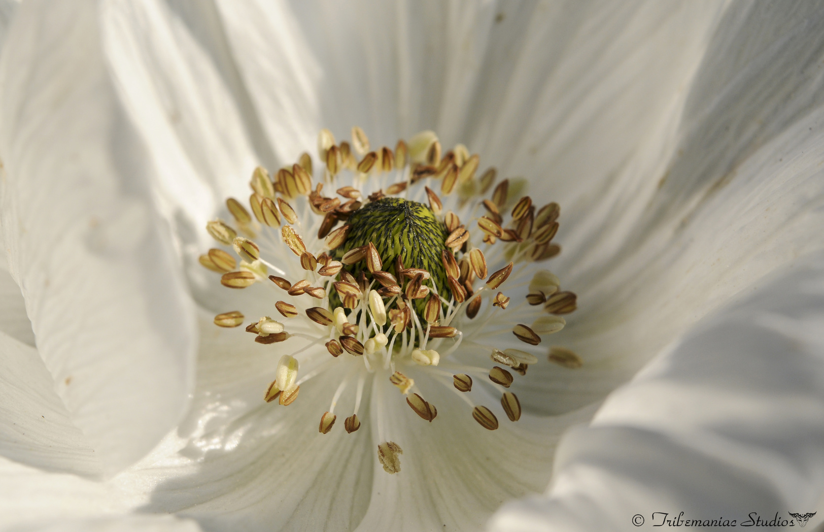 Flower_03 Closeup