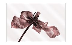 flower_art #10