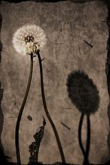 flower_art#6