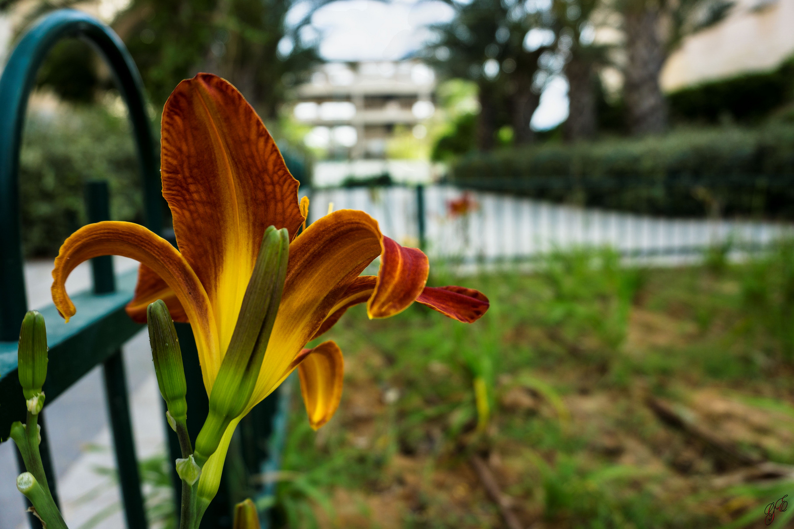 flowerbed