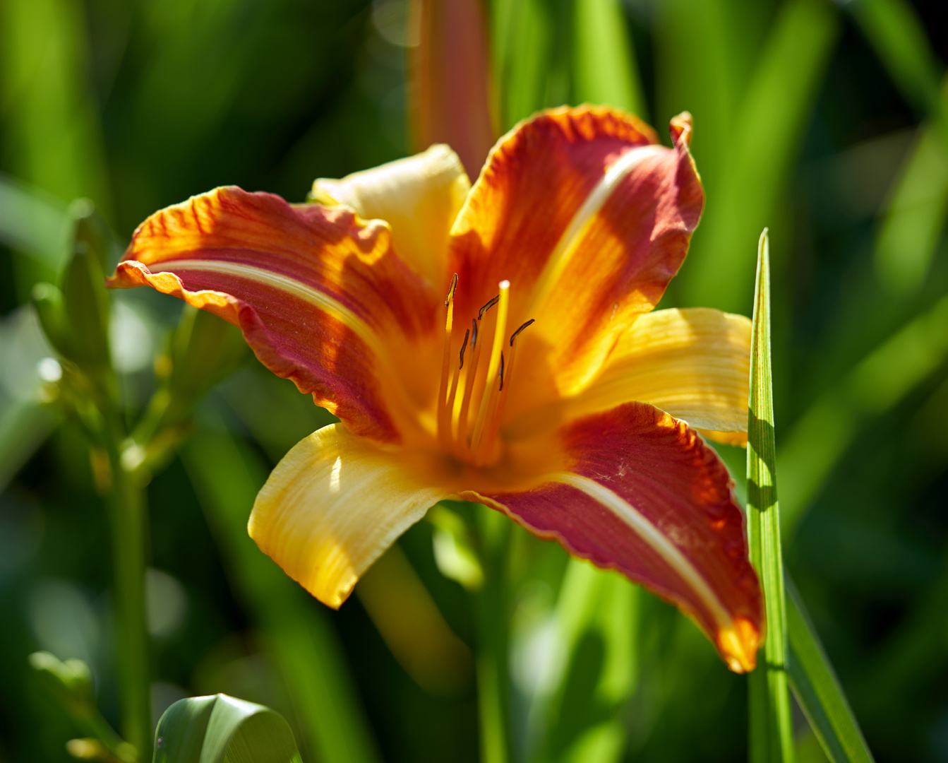 Flowerbed Lily