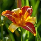 Flowerbed Lily