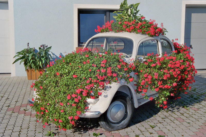 Flowerbug