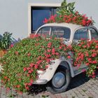 Flowerbug