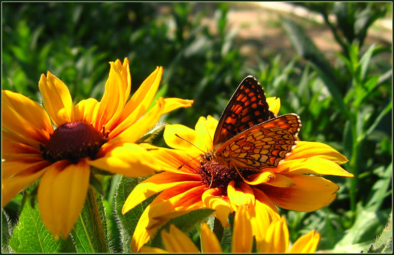 FlowerButterfly