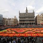 Flowercarpet auf dem Grand Place