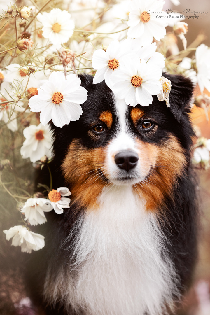 * Flowerdog *