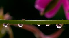 Flowerdrops