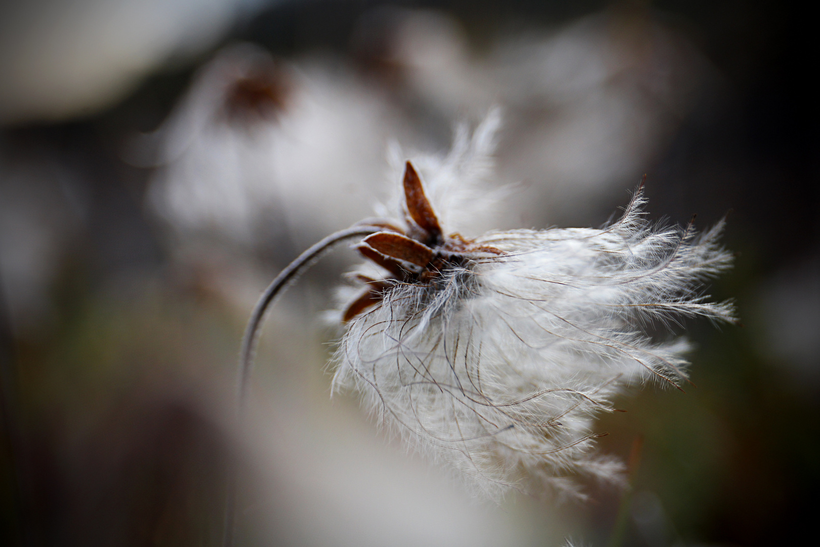 Flowerduet