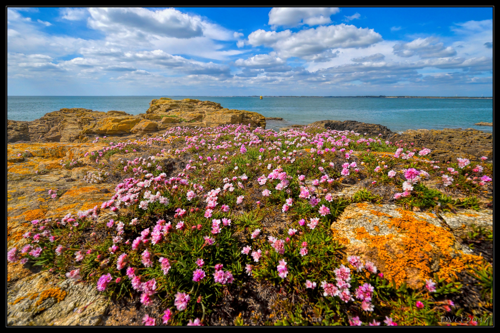 Flowered coast