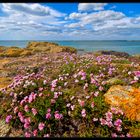 Flowered coast