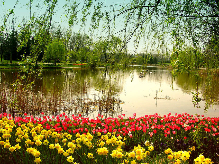 Flowered lake
