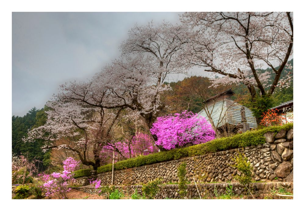 Flowered road