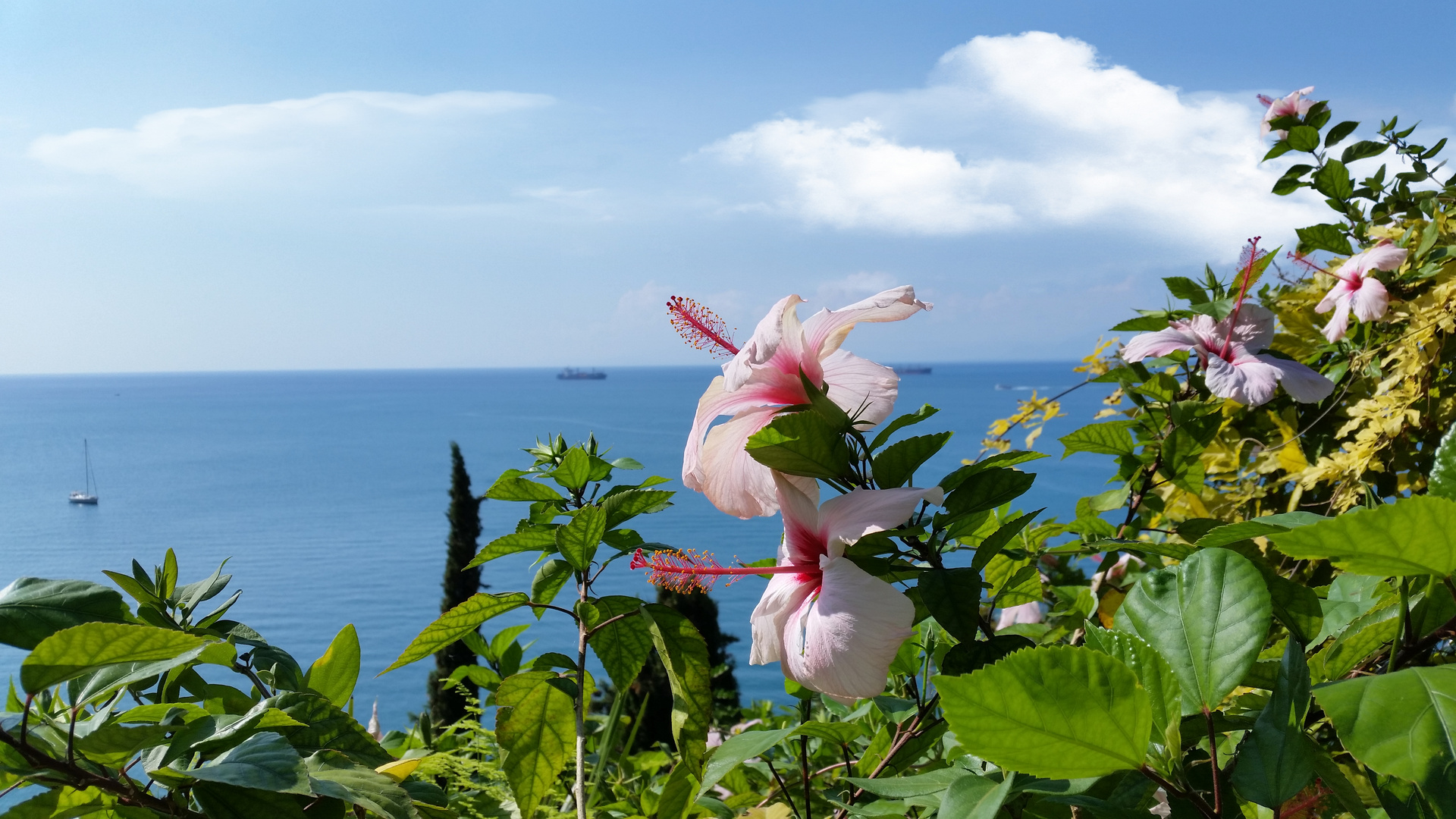 Flowered terrace with sea view