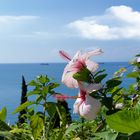 Flowered terrace with sea view