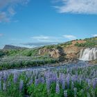 Flowered waterfall