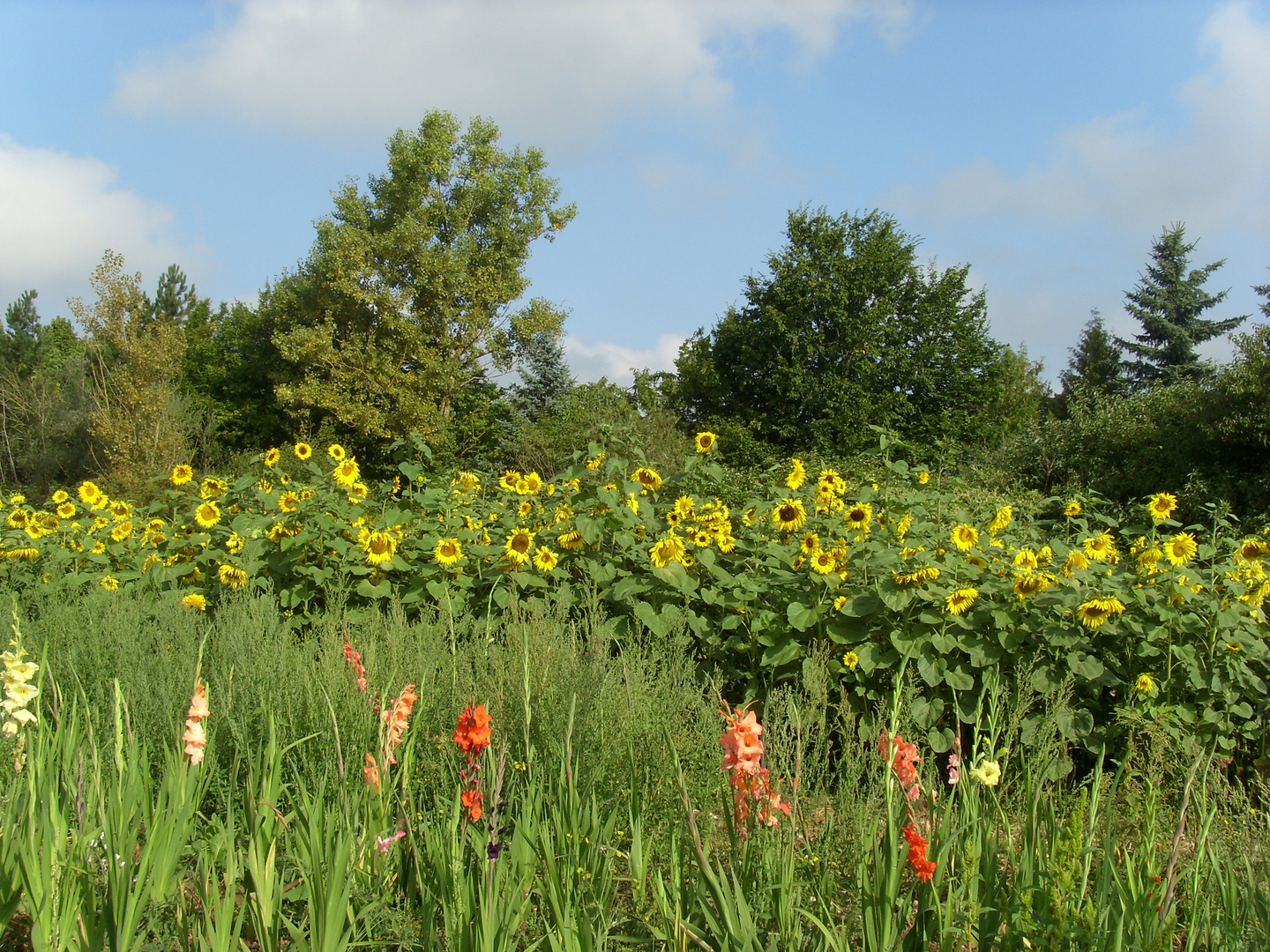 Flowerfeld