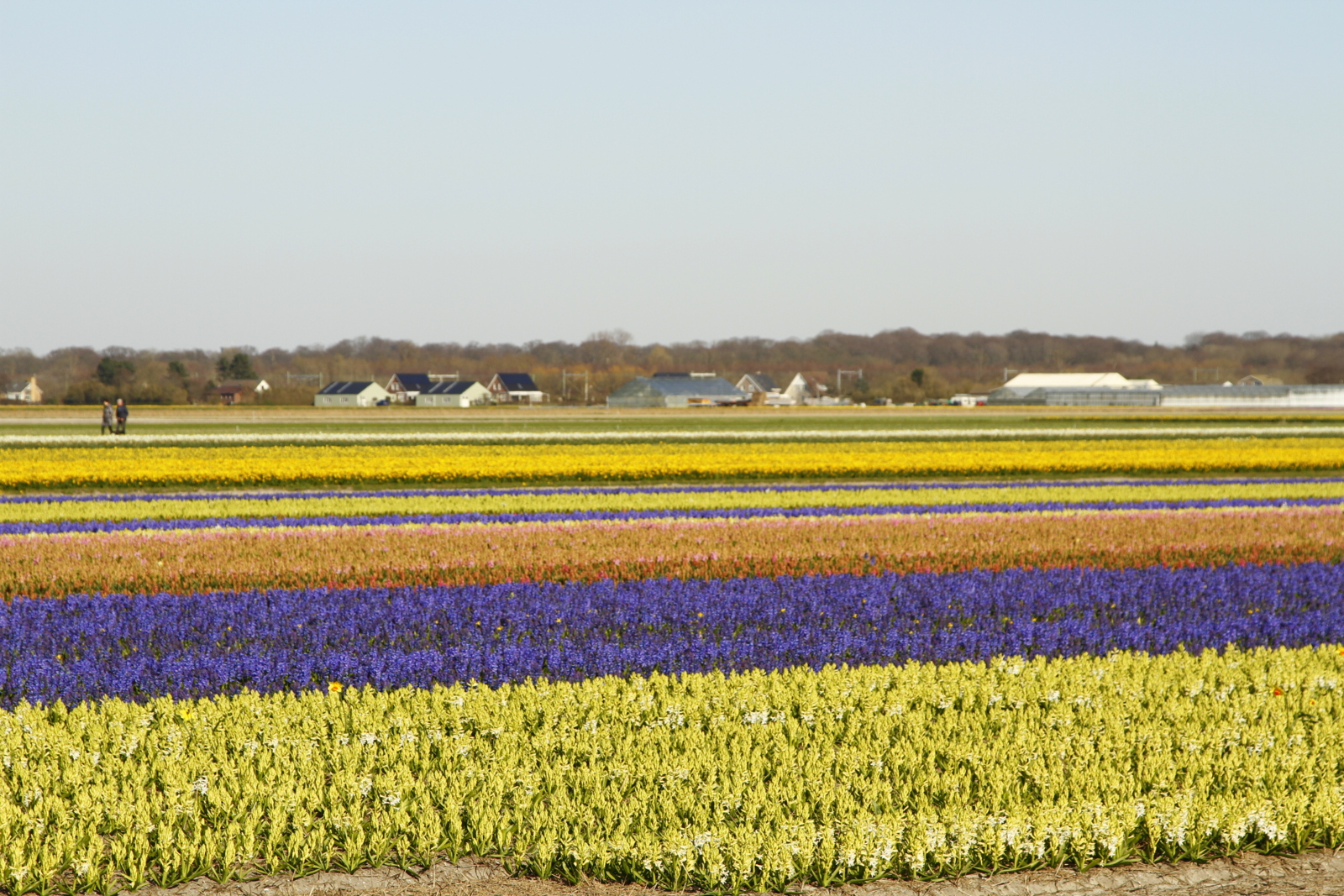 Flowerfields