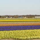 Flowerfields