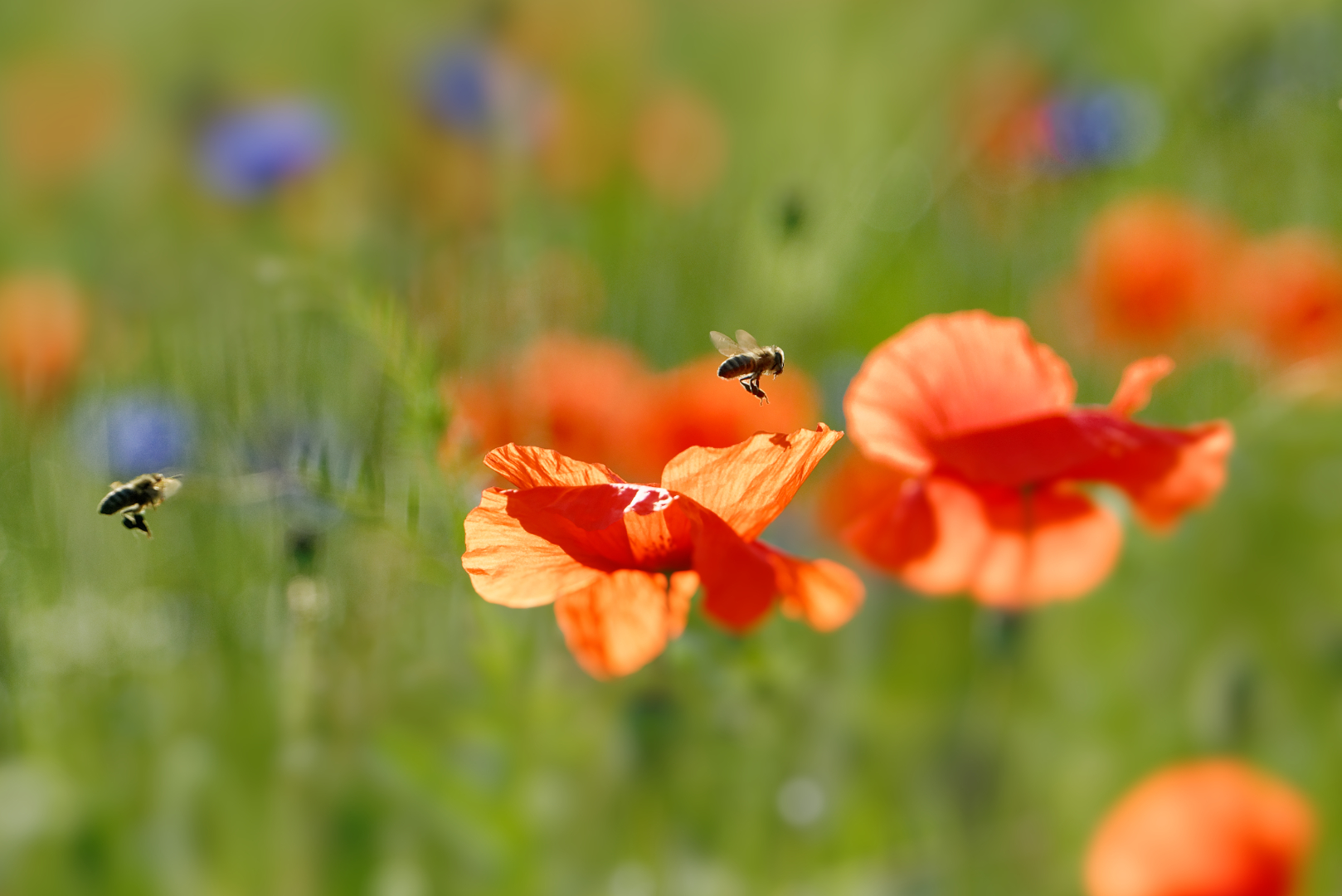 flowerhopping