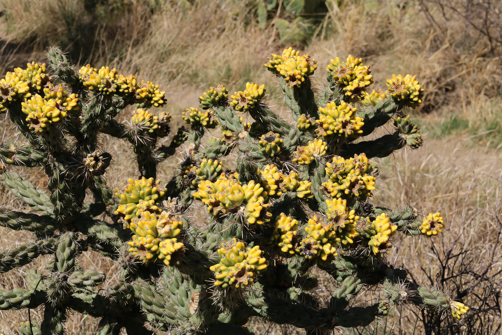 Flowerin cactus