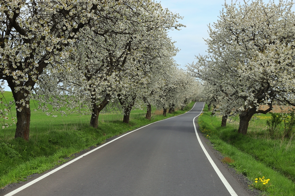 Flowering alley cherry 