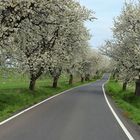 Flowering alley cherry 