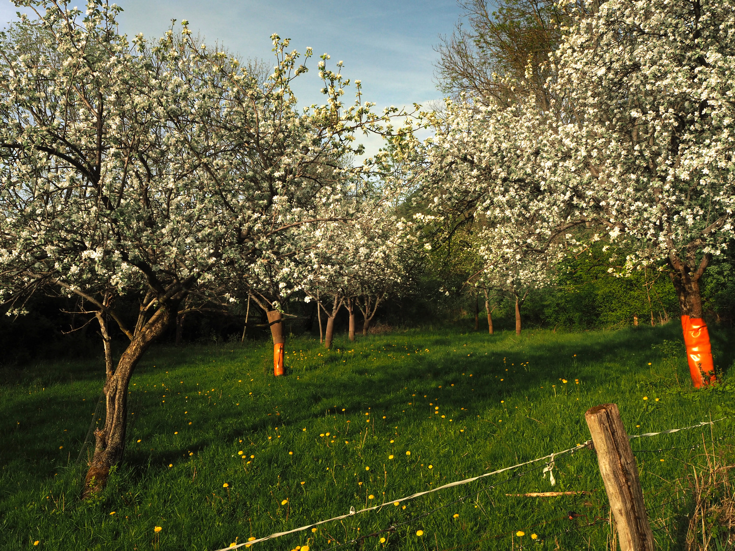 Flowering Apple trees