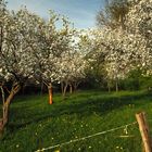 Flowering Apple trees