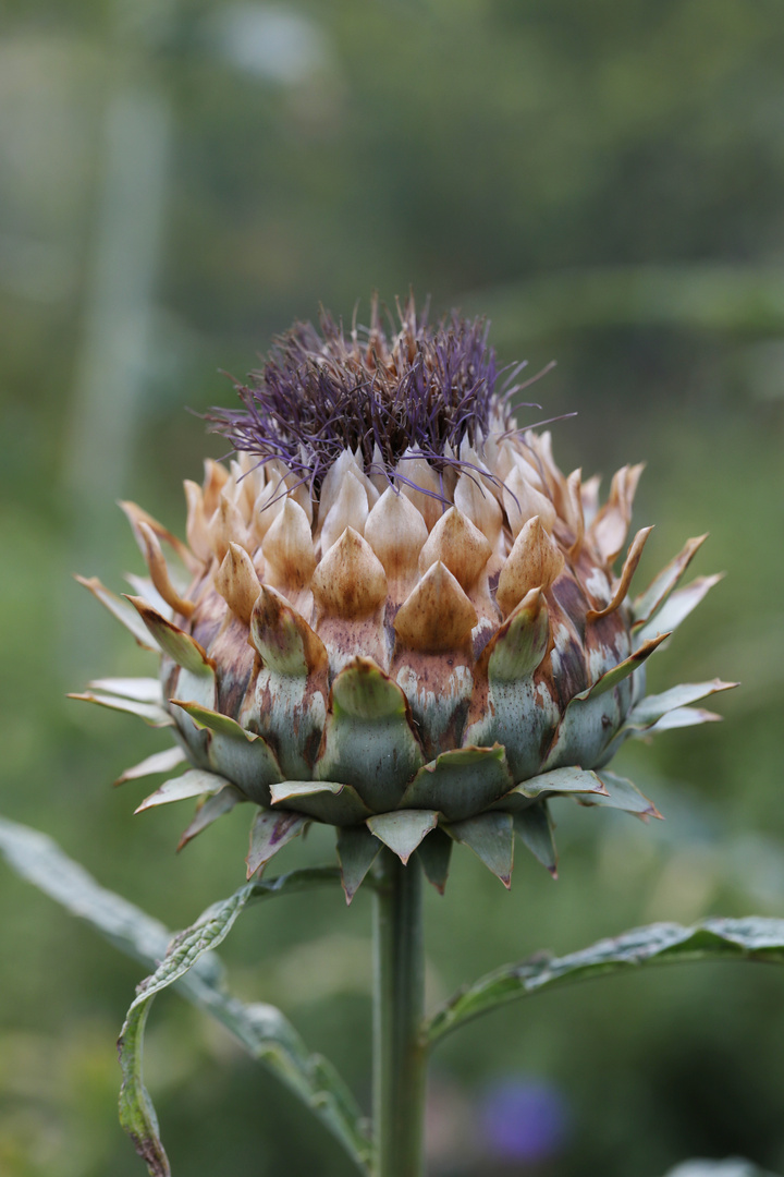 Flowering Artichoke Close-Up