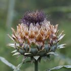 Flowering Artichoke Close-Up