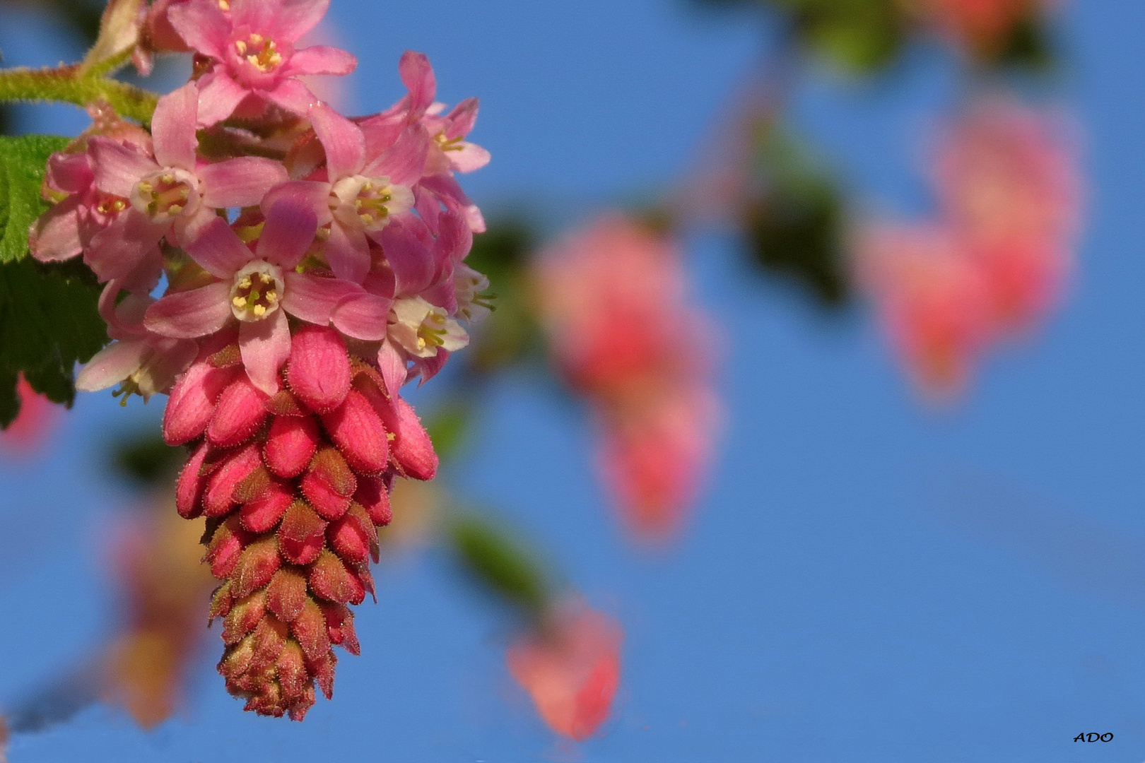 Flowering Currant Blossoms