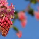 Flowering Currant Blossoms