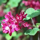 Flowering Current