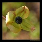 Flowering Dogwood / Blüten-Hartriegel, Cornaceae, Botanischer Garten, Linz, OOE / A