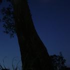 flowering gum grove at night..