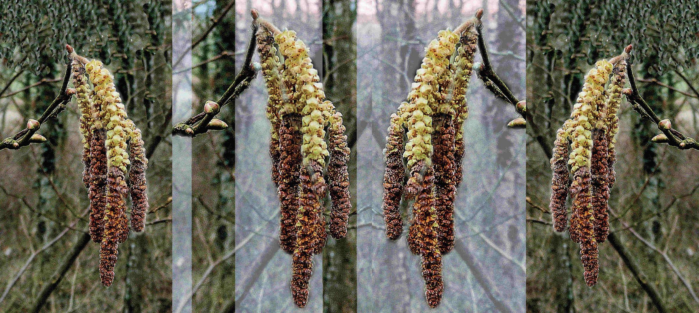 Flowering hazel