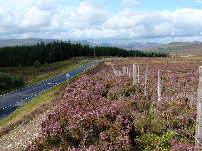 Flowering heather in Glen Garry, Scotland